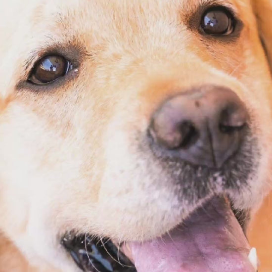 Video showing a Yellow Labrador Retriever Dog magically transforming with a sparkle transition into a custom line-art sketch on a Tuscaloosa signature colorway fleece hoodie.