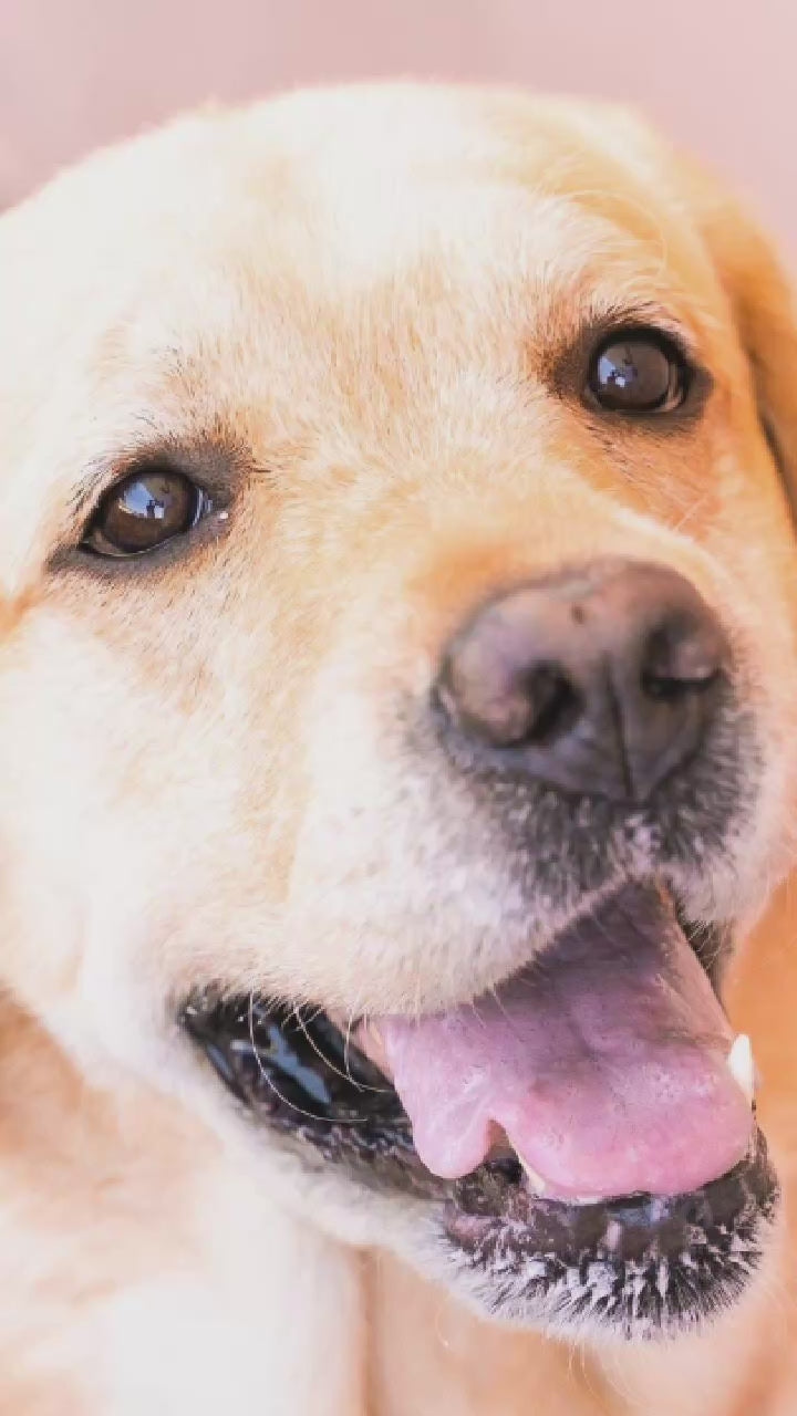 Video showing a Yellow Labrador Retriever Dog magically transforming with a sparkle transition into a custom line-art sketch on a Tuscaloosa signature colorway fleece hoodie.